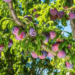 Pruimenboom - Prunus domestica 'Opal' - Hoogte 90-100cm - ⌀21cm