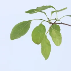 Pruimenboom - Prunus domestica 'Opal' - Hoogte 90-100cm - ⌀21cm