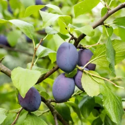Pruimenboom - Prunus domestica 'Opal' - Hoogte 90-100cm - ⌀21cm