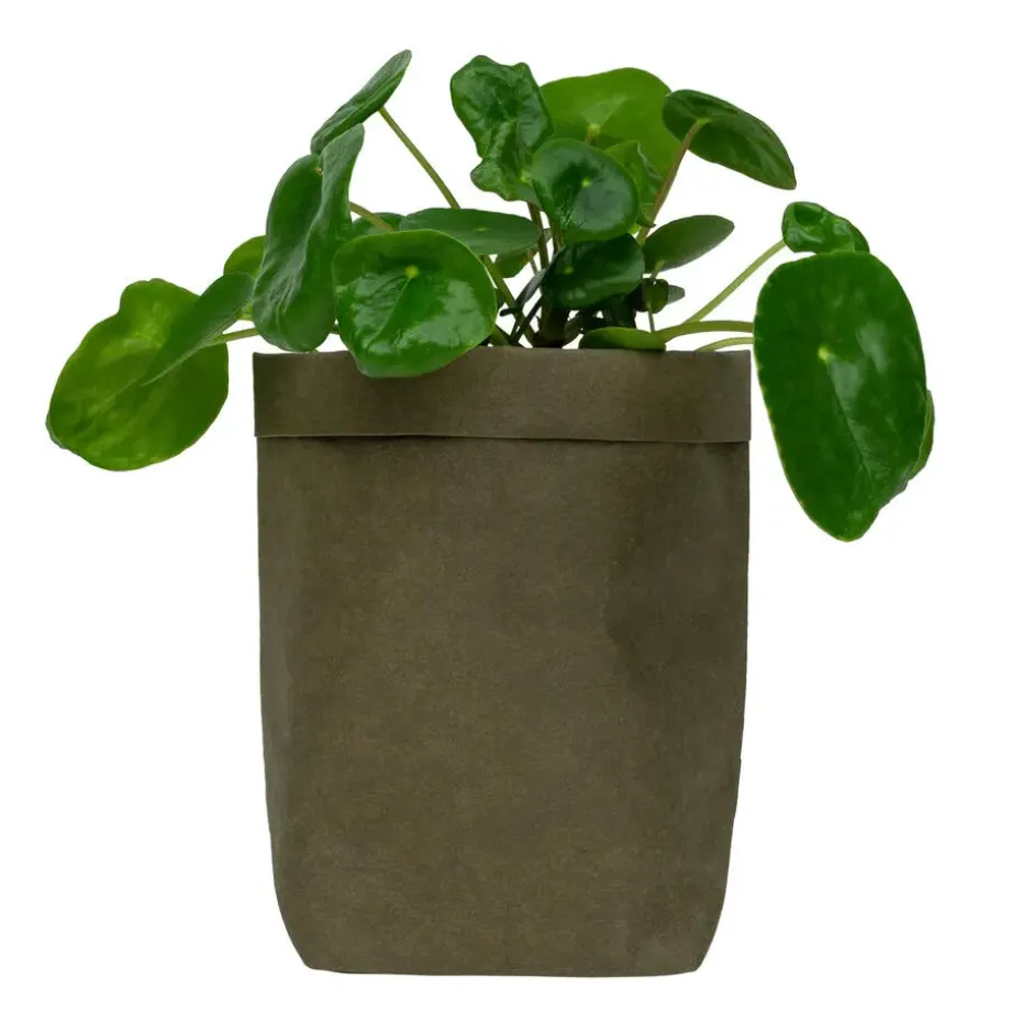 QUVIO Plantenzak uitwasbaar 10x10x20cm - Donker groen