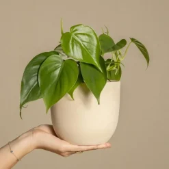 Regendruppelplant - Peperomia polybotrya - Hoogte 20-30cm - ⌀12cm