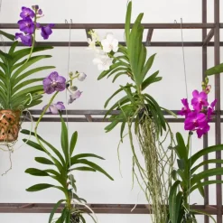 Roze Orchidee L - Vanda 'Pink' - Hoogte 55-65cm