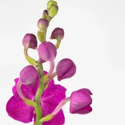 Roze Orchidee L - Vanda 'Pink' - Hoogte 55-65cm