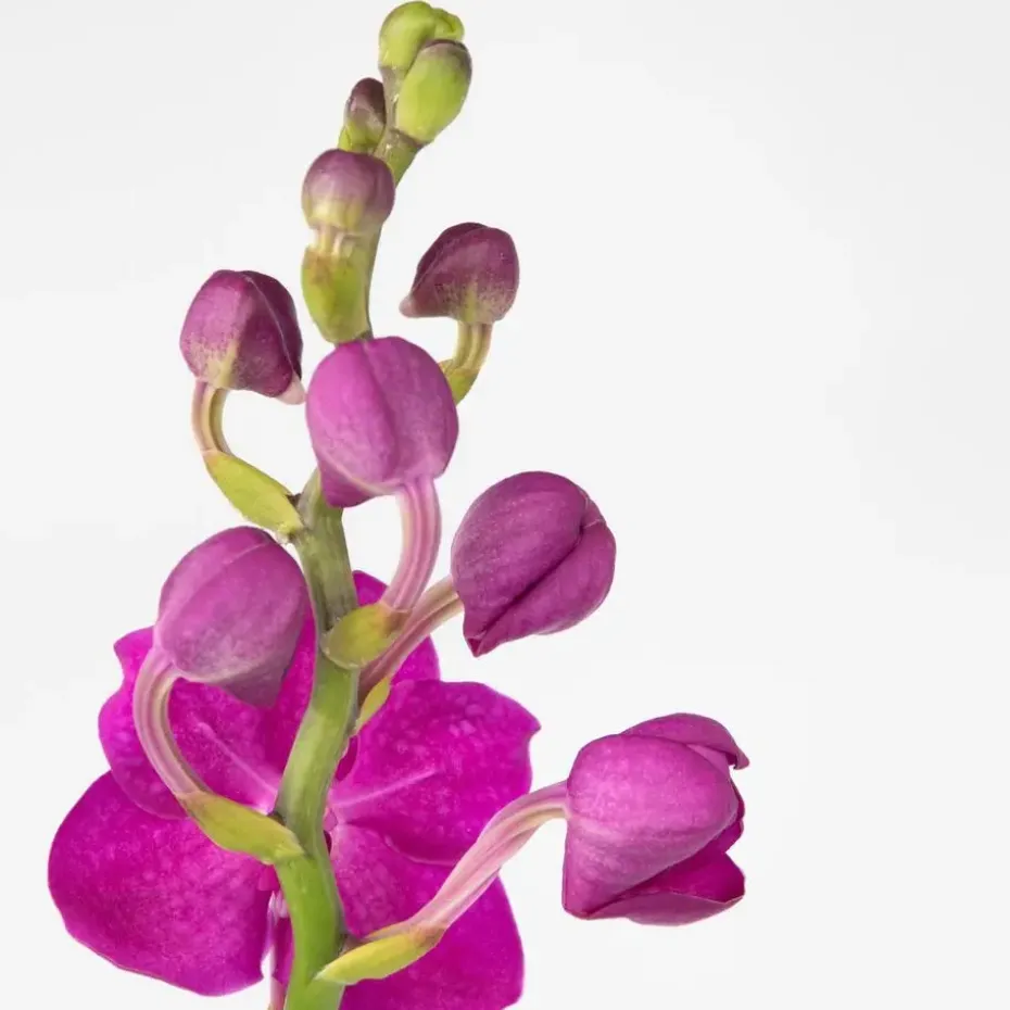 Roze Orchidee L - Vanda 'Pink' - Hoogte 55-65cm