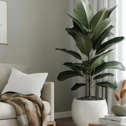 Rubberplant - Ficus Elastica 'Robusta' - Hoogte 75-100cm - ⌀24cm