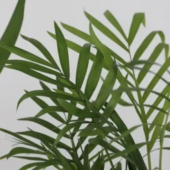 Set grote kamerpalmen - Set van 3 - Indoor Palmmix XL - Hoogte 70-90cm - ⌀17cm