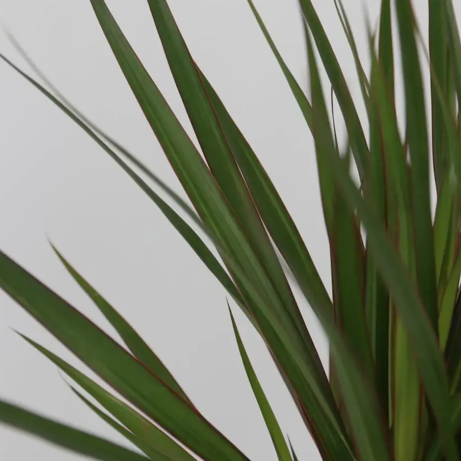 Set grote kamerpalmen - Set van 3 - Indoor Palmmix XL - Hoogte 70-90cm - ⌀17cm