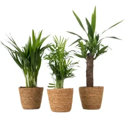 Set van 3 mini kamerpalmen incl. mandjes - Hoogte 25-40cm - ⌀12cm