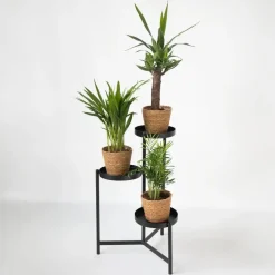 Set van 3 mini kamerpalmen incl. mandjes - Hoogte 25-40cm - ⌀12cm