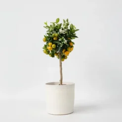 Sinaasappelboom - Citrus mitis 'Calamondin' - Hoogte 55-65cm - ⌀19cm
