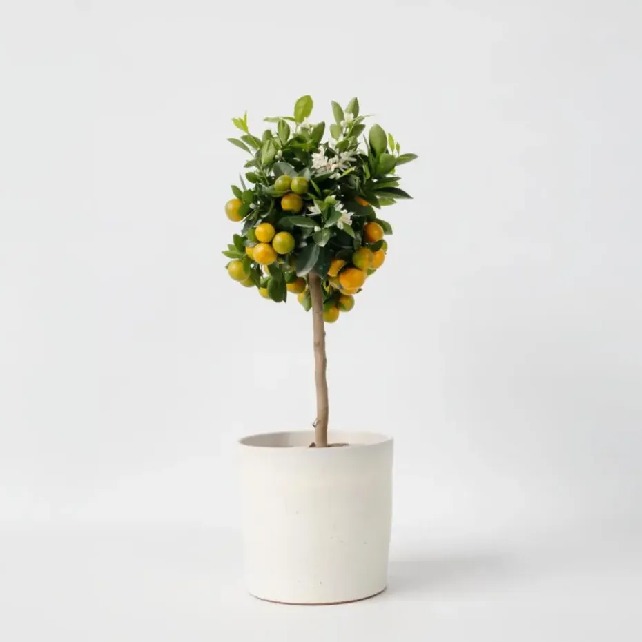 Sinaasappelboom - Citrus mitis 'Calamondin' - Hoogte 55-65cm - ⌀19cm