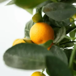 Sinaasappelboom - Set van 3 - Citrus mitis Calamondin - Hoogte 25-40cm - ⌀9cm