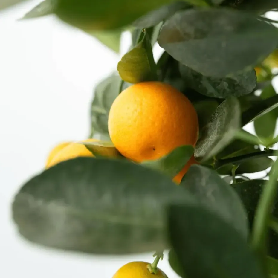 Sinaasappelboom - Set van 3 - Citrus mitis Calamondin - Hoogte 25-40cm - ⌀9cm