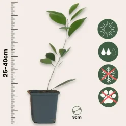 Sinaasappelboom - Set van 3 - Citrus mitis Calamondin - Hoogte 25-40cm - ⌀9cm