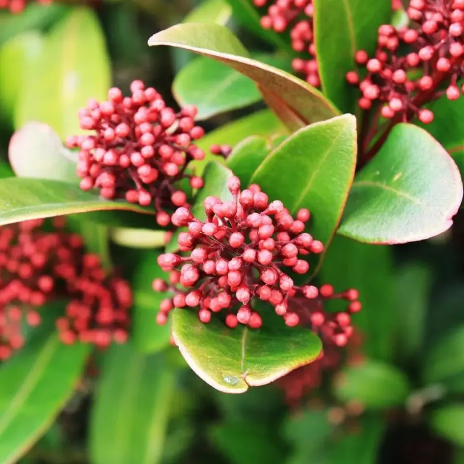 Skimmia - Set van 4 - Skimmia japonica 'Rubella' - Hoogte 35-45cm - ⌀15cm