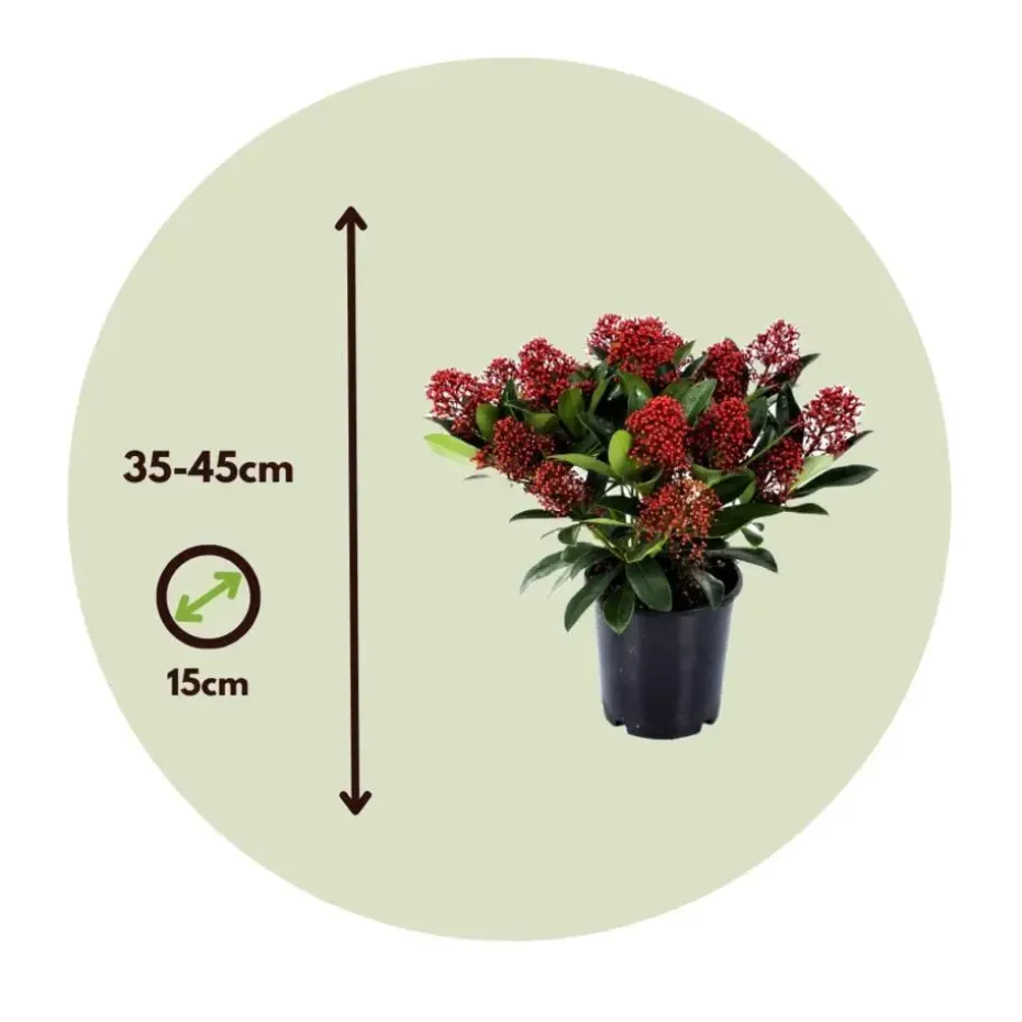 Skimmia - Set van 4 - Skimmia japonica 'Rubella' - Hoogte 35-45cm - ⌀15cm