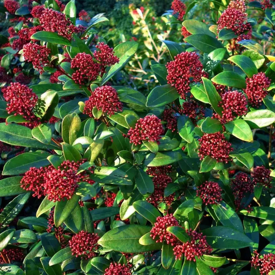 Skimmia - Set van 4 - Skimmia japonica 'Rubella' - Hoogte 35-45cm - ⌀15cm