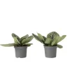 Spiraalvrucht - 2 Stuks - Streptocarpus 'Pretty Turtle' - Hoogte 25-35cm - ⌀13cm