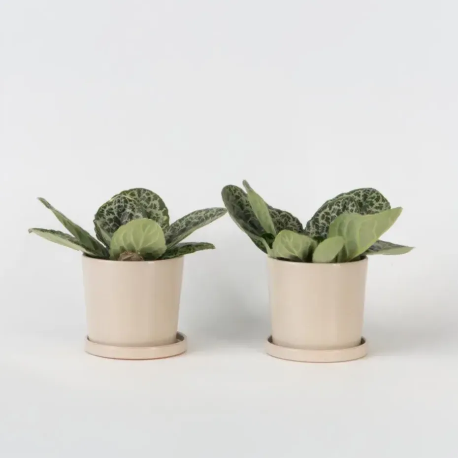 Spiraalvrucht - 2 Stuks - Streptocarpus 'Pretty Turtle' - Hoogte 25-35cm - ⌀13cm