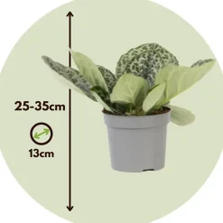 Spiraalvrucht - 2 Stuks - Streptocarpus 'Pretty Turtle' - Hoogte 25-35cm - ⌀13cm
