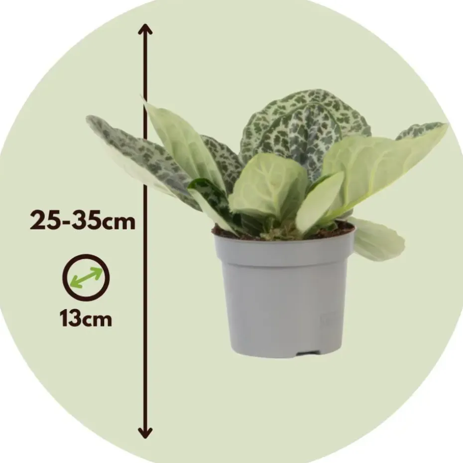 Spiraalvrucht - 2 Stuks - Streptocarpus 'Pretty Turtle' - Hoogte 25-35cm - ⌀13cm