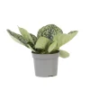 Spiraalvrucht - Streptocarpus 'Pretty Turtle' - Hoogte 25-35cm - ⌀13cm