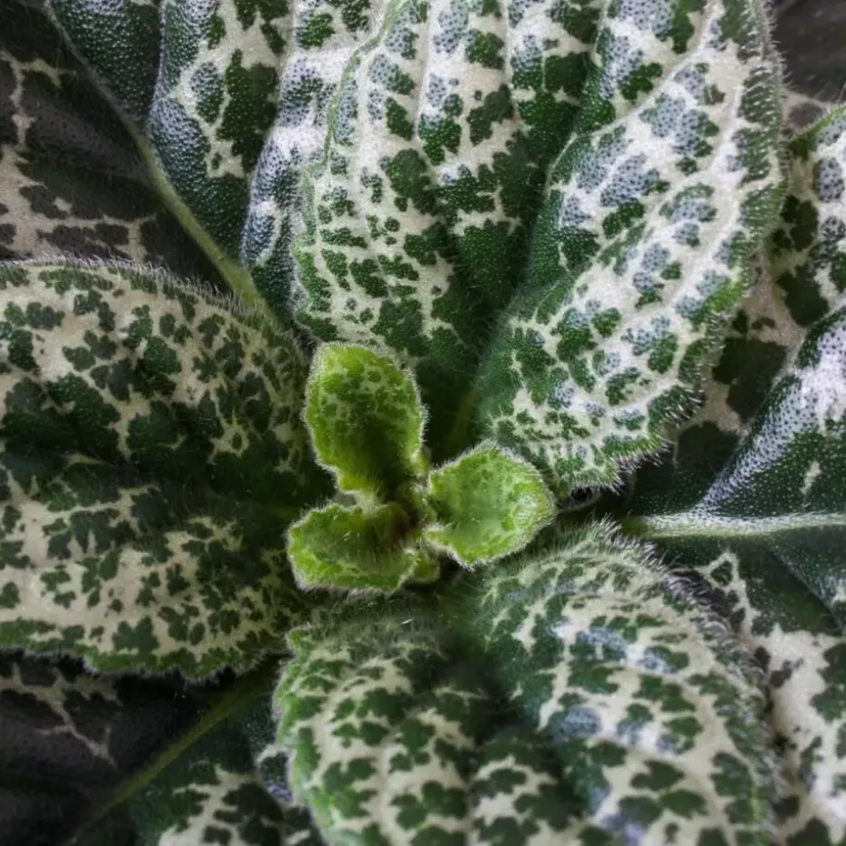 Spiraalvrucht - Streptocarpus 'Pretty Turtle' - Hoogte 25-35cm - ⌀13cm