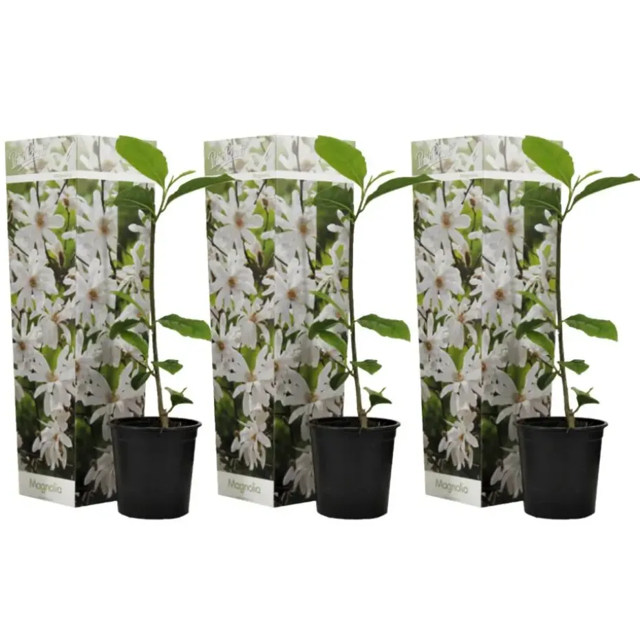 Stermagnolia - Set van 3 - Magnolia 'Stellata' - Hoogte 25-40cm - ⌀9cm