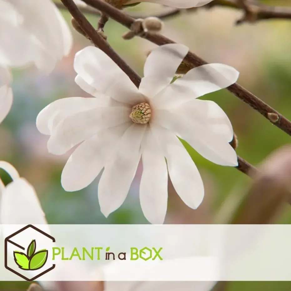 Stermagnolia - Set van 3 - Magnolia 'Stellata' - Hoogte 25-40cm - ⌀9cm