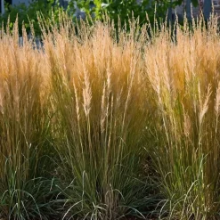 Struisriet - Calamagrostis 'Karl Foerster' - Hoogte 40-60cm - ⌀23cm