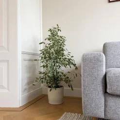 Treurvijg - Ficus Benjamina 'Twilight' - Hoogte 100-110cm - ⌀21cm