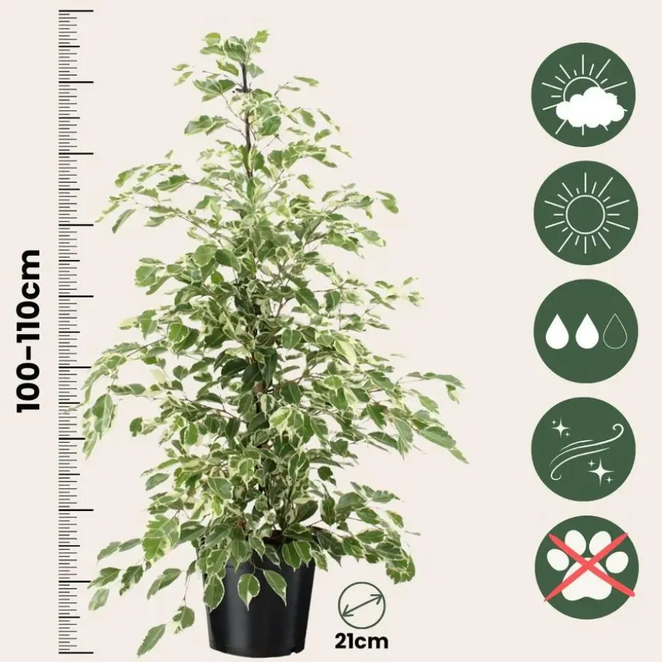 Treurvijg - Ficus Benjamina 'Twilight' - Hoogte 100-110cm - ⌀21cm