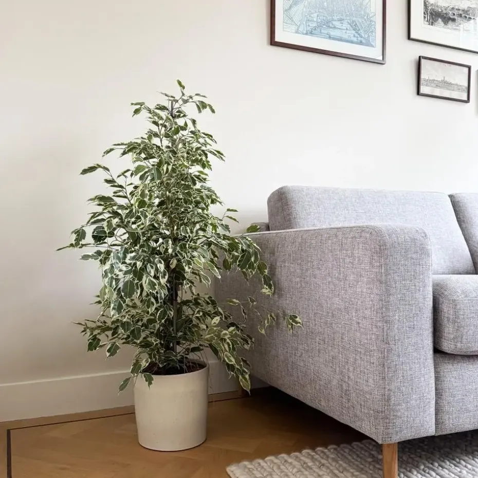 Treurvijg - Ficus Benjamina 'Twilight' - Hoogte 100-110cm - ⌀21cm