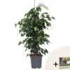 Treurvijg - Ficus benjamina 'Danielle' - Hoogte 100-110cm - ⌀21cm