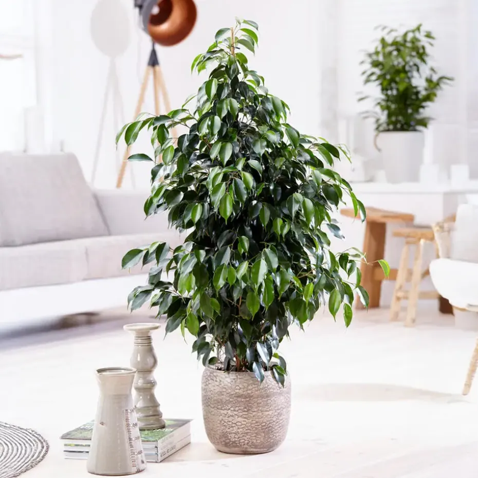 Treurvijg - Ficus benjamina 'Danielle' - Hoogte 100-110cm - ⌀21cm
