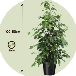 Treurvijg - Ficus benjamina 'Danielle' - Hoogte 100-110cm - ⌀21cm