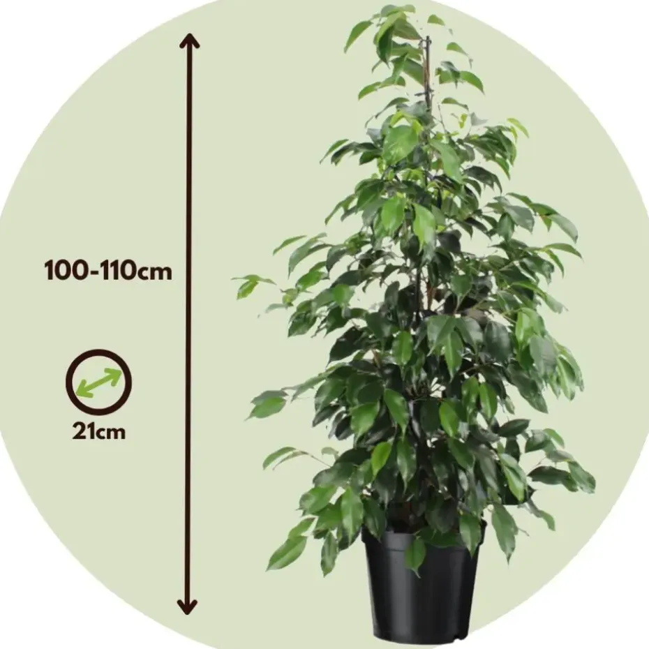 Treurvijg - Ficus benjamina 'Danielle' - Hoogte 100-110cm - ⌀21cm