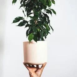 Treurvijg - Ficus benjamina 'Danielle' - Hoogte 100-110cm - ⌀21cm
