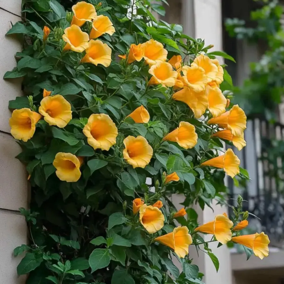 Trompetbloem - Campis radicans 'Flava' - Hoogte 110-120cm - ⌀17cm