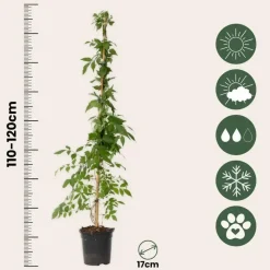 Trompetbloem - Campis radicans 'Flava' - Hoogte 110-120cm - ⌀17cm