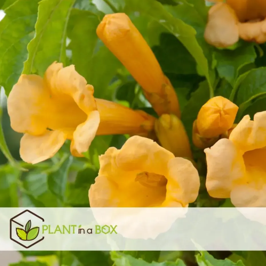 Trompetbloem - Campis radicans 'Flava' - Hoogte 110-120cm - ⌀17cm