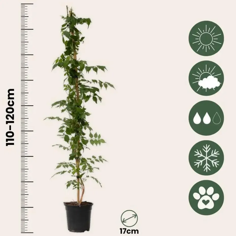 Trompetbloem - Set van 2 - Campsis 'Mme Galen' - Hoogte 110-120cm - ⌀17cm