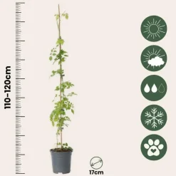 Trompetbloem - Set van 2 - Campsis radicans - Hoogte 110-120cm - ⌀17cm