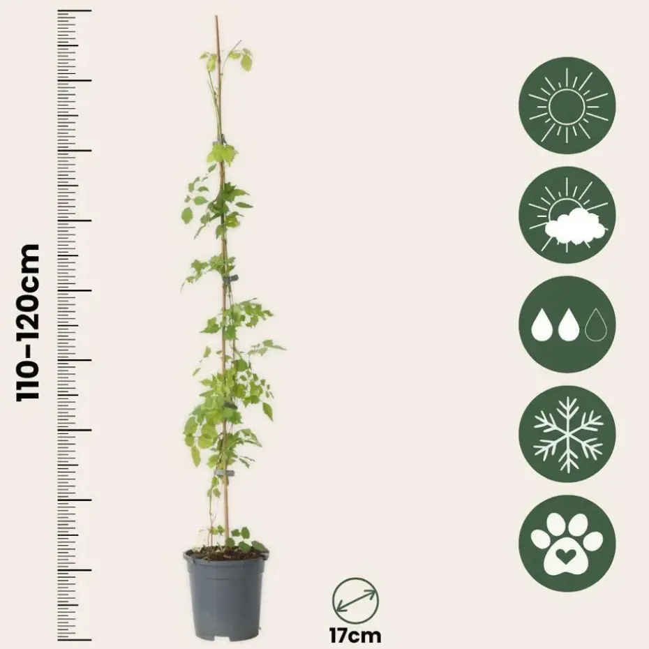 Trompetbloem - Set van 2 - Campsis radicans - Hoogte 110-120cm - ⌀17cm