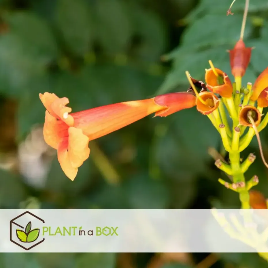 Trompetbloem - Set van 2 - Campsis radicans - Hoogte 110-120cm - ⌀17cm