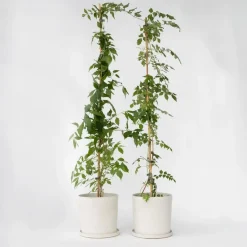 Trompetbloem - Set van 2 - Campis radicans 'Flava' - Hoogte 110-120cm - ⌀17cm