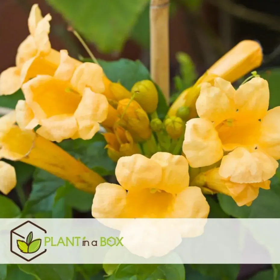 Trompetbloem - Set van 2 - Campis radicans 'Flava' - Hoogte 110-120cm - ⌀17cm