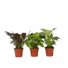Tropische kamerplanten - Set van 3 - Hoogte 25-40cm - ⌀12cm
