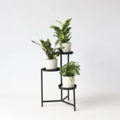 Tropische kamerplanten - Set van 3 - Hoogte 25-40cm - ⌀12cm