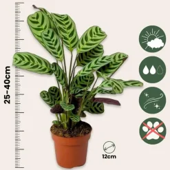 Tropische kamerplanten - Set van 3 - Hoogte 25-40cm - ⌀12cm